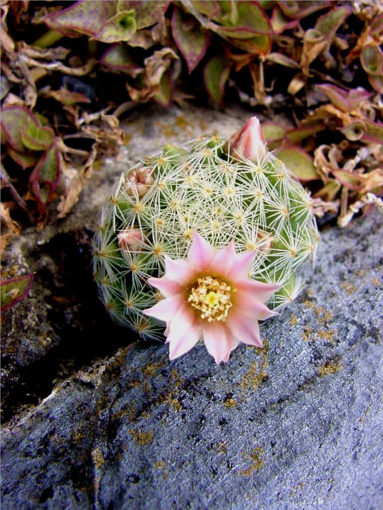 Mammillaria schiedeana subs. Gisalae